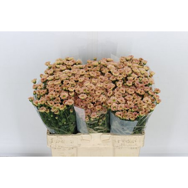 Chrysanthemums S Rossi Smokey 55cm A1 Col-Peach