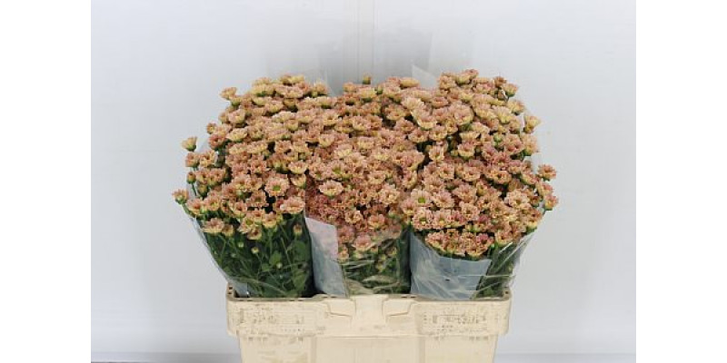 Chrysanthemums S Rossi Smokey 55cm A1 Col-Peach