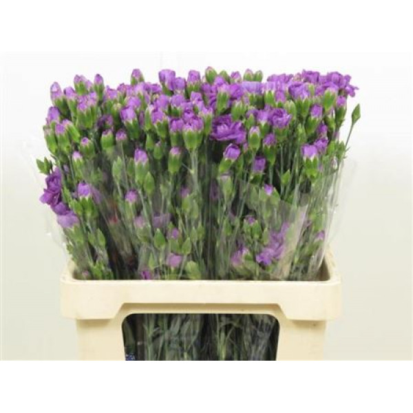 Dianthus Tr Fl Moonberry 65cm A1 Col-Milka