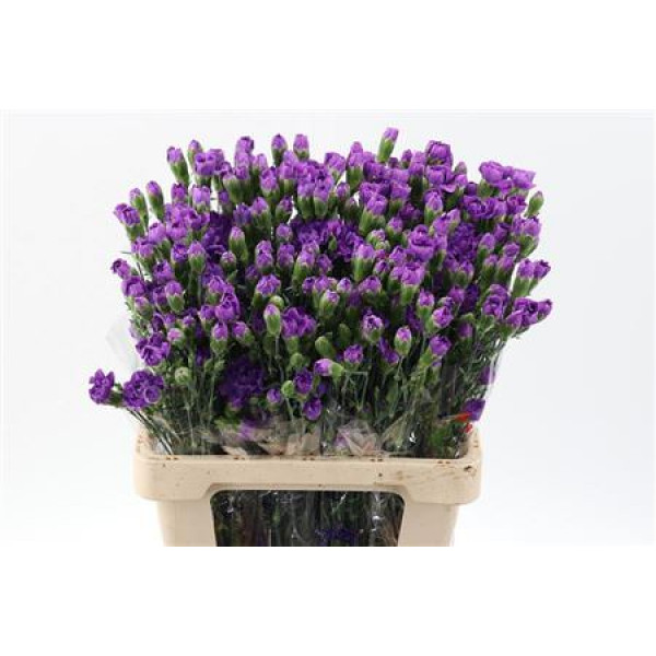 Dianthus Tr Fl Moonberry 65cm A1 Col-Milka