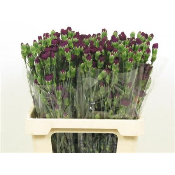 Dianthus Tr Fl Moonvelvet 65cm A1 Col-Purple