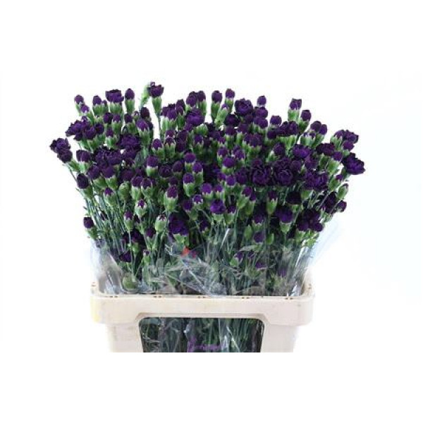 Dianthus Tr Moonvelvet 65cm A1 Col-Purple