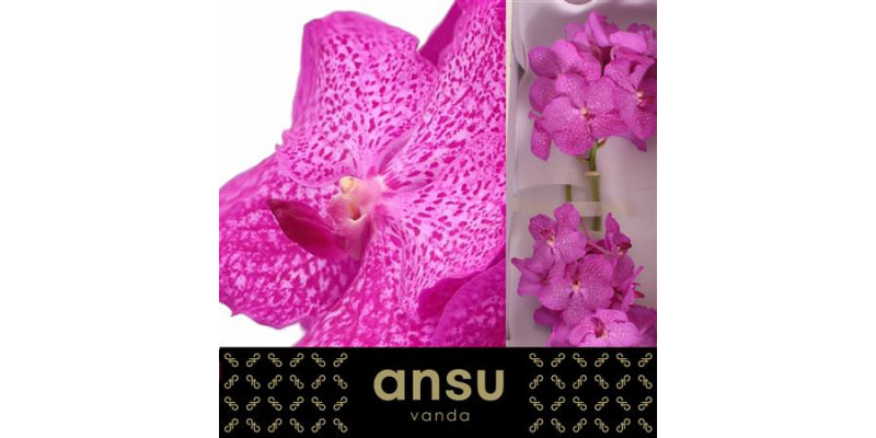 Orchid Vanda Nitaya Rosy  A1