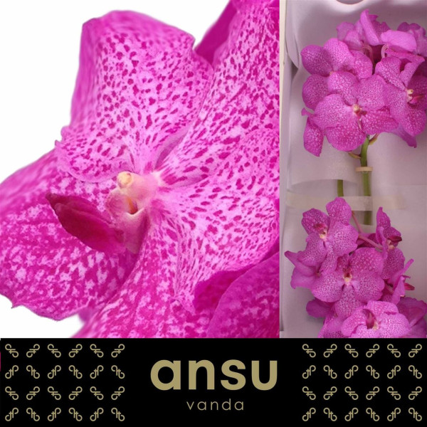 Orchid Vanda Ni Rosy 25 cm A1