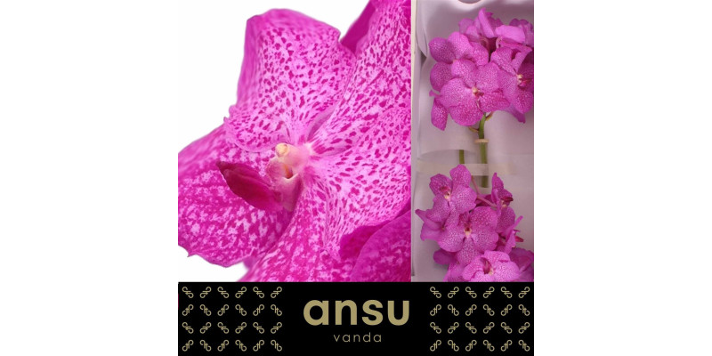 Orchid Vanda Ni Rosy 25 cm A1