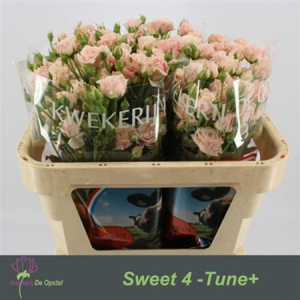 Rose Tr Sweet 4 Tune+ 70cm A1 Col-Salmon Pink