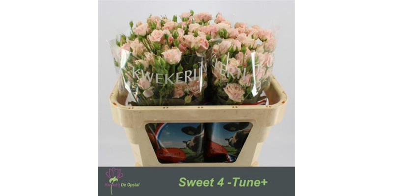 Rose Tr Sweet 4 Tune+ 70cm A1 Col-Salmon Pink