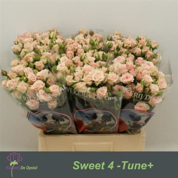 Rose Tr Sweet 4 Tune+ 60cm  Col-Salmon Pink