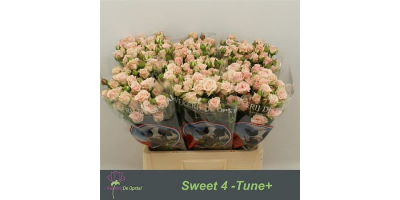 Rose Tr Sweet 4 Tune+ 60cm  Col-Salmon Pink