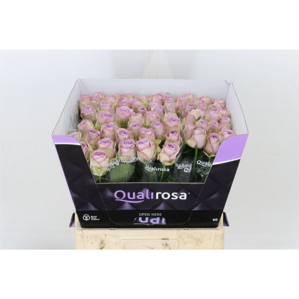 Rose Gr Lullaby 40cm  Col-Milka