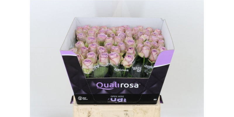 Rose Gr Lullaby 40cm  Col-Milka