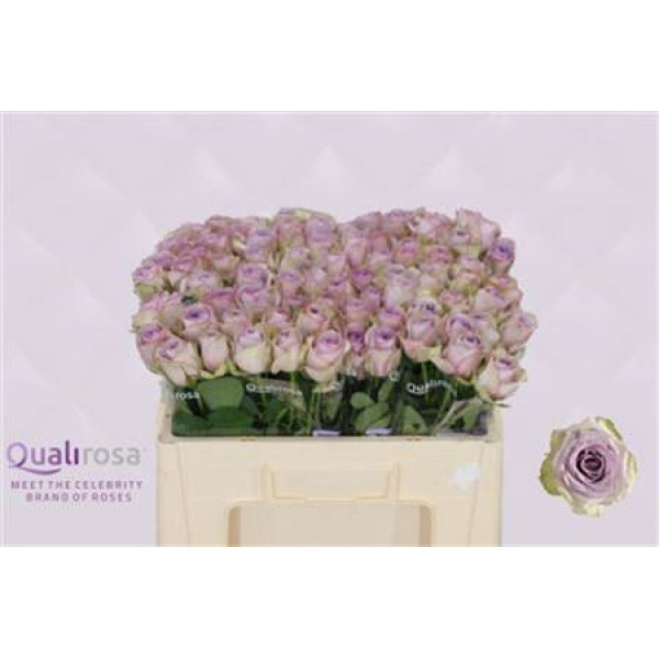 Rose Gr Lullaby 50cm  Col-Milka