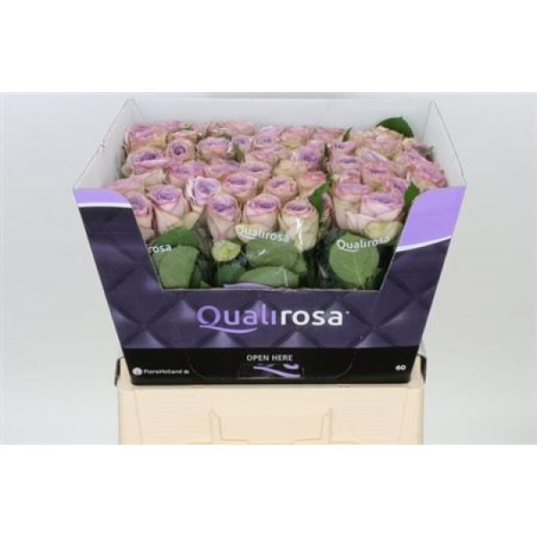 Rose Gr Lullaby 60 A1Milka