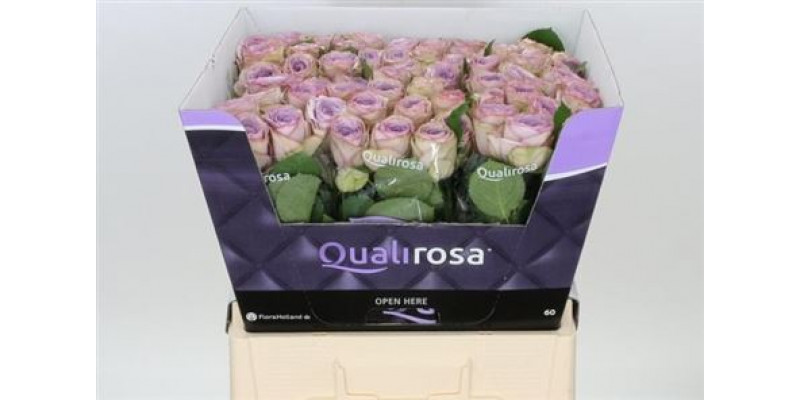 Rose Gr Lullaby 60 A1Milka