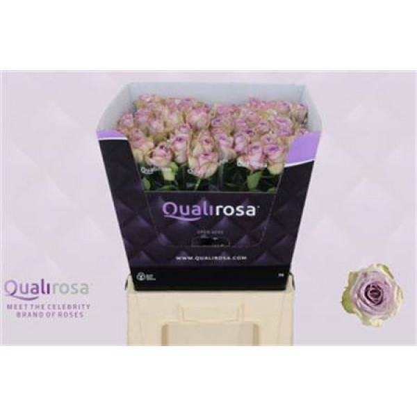 Rose Gr Lullaby 70cm  Col-Milka