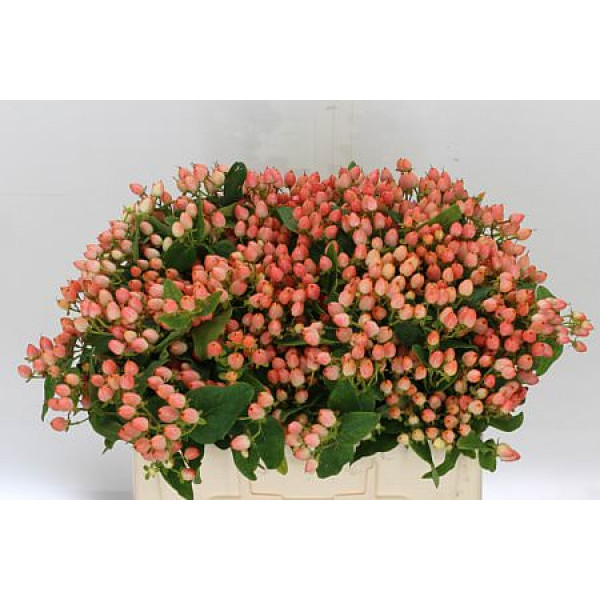 Hypericum Mag Innocence Spray 60cm  Col-Peach