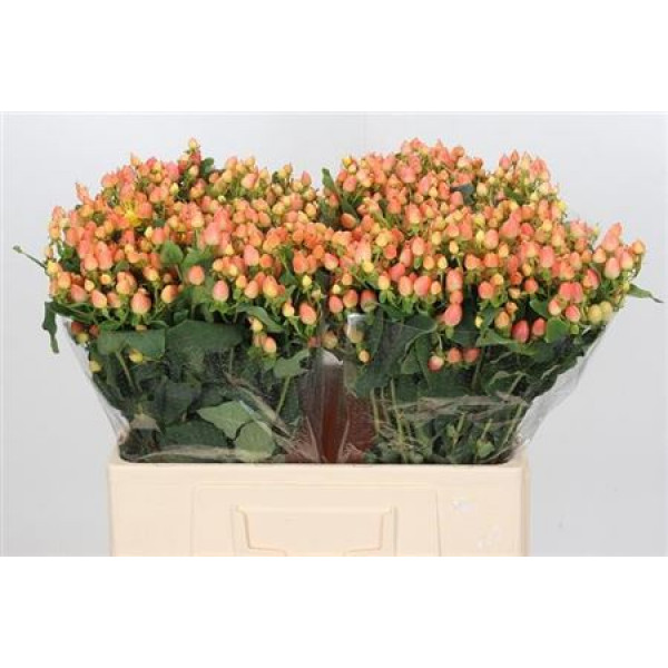 Hypericum Mag Innocence 60cm  Col-Peach