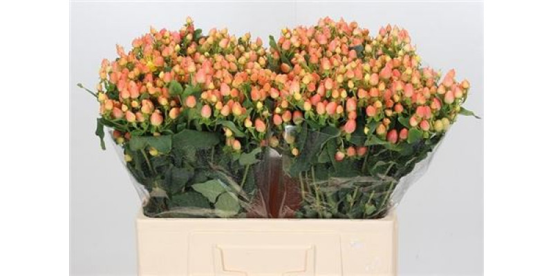 Hypericum Mag Innocence 60cm  Col-Peach