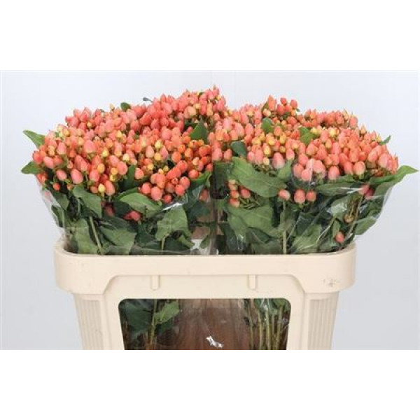 Hypericum Mag Innocence 70cm  Col-Cream