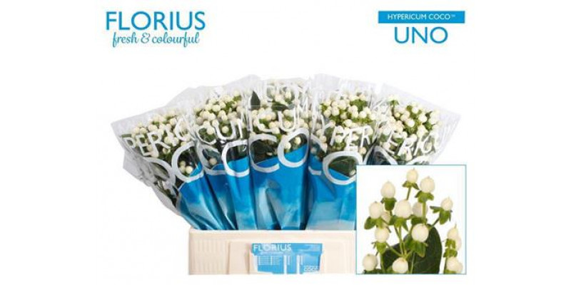 Hypericum Coco Uno 60cm A1 Col-White