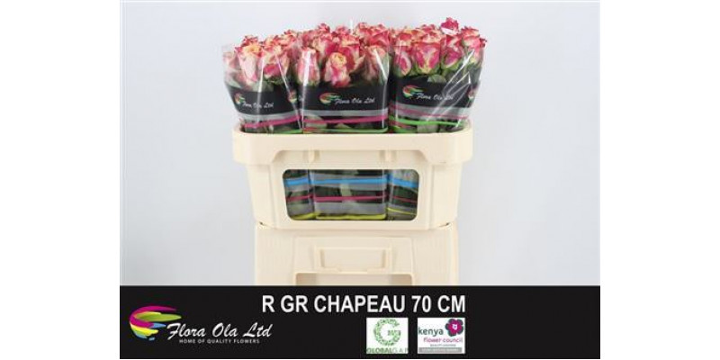 Rose Gr Chapeau 70cm A1 Col-Bicolor