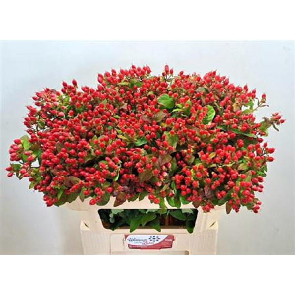 Hypericum Mag Impression 70cm  Col-Red