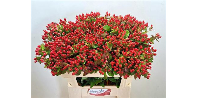 Hypericum Mag Impression 70cm  Col-Red