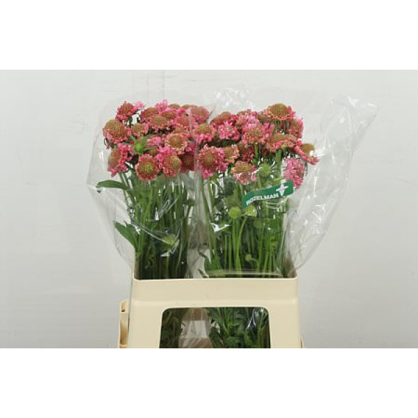 Scab At Candy Scoop 60 cm A1