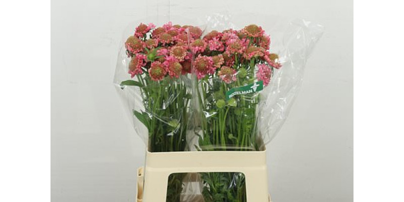 Scab At Candy Scoop 60 cm A1