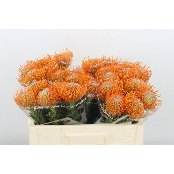 Leuco Ayoba Orange 50cm  Col-Orange