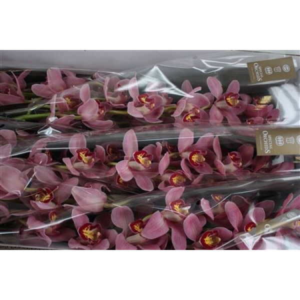 Orchid Cymb T Lipstick 80cm A1