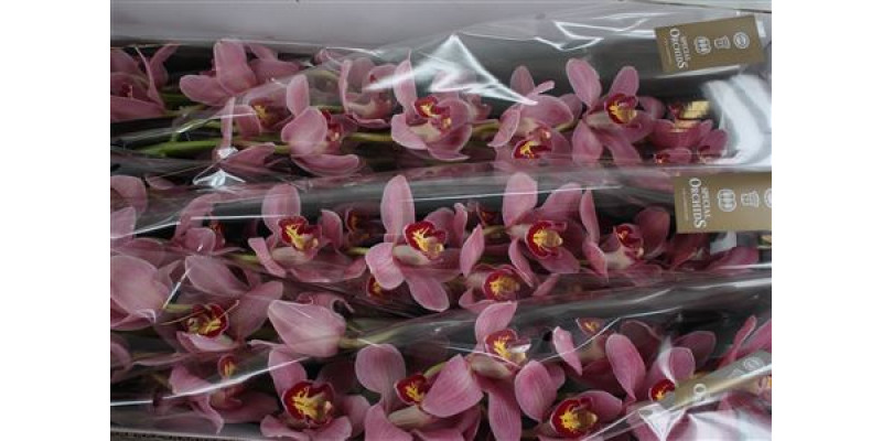 Orchid Cymb T Lipstick 80cm A1