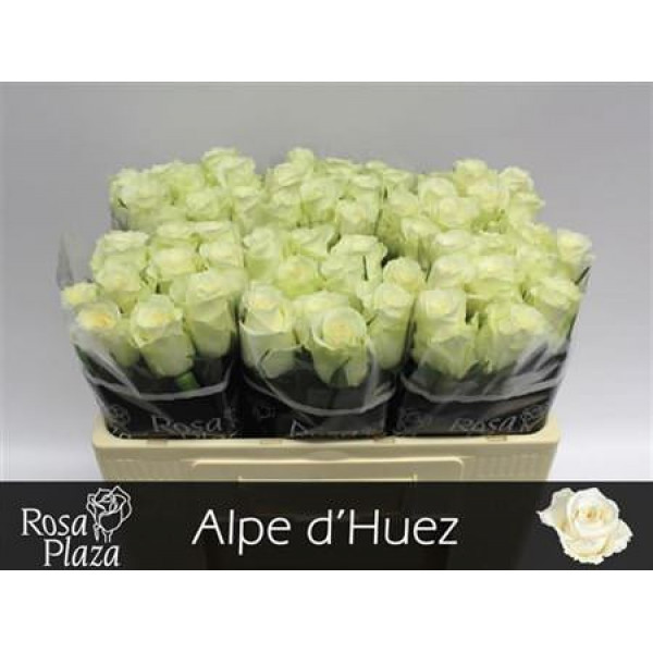 Rose Gr Alpe Dhuez 50cm A1 Col-White