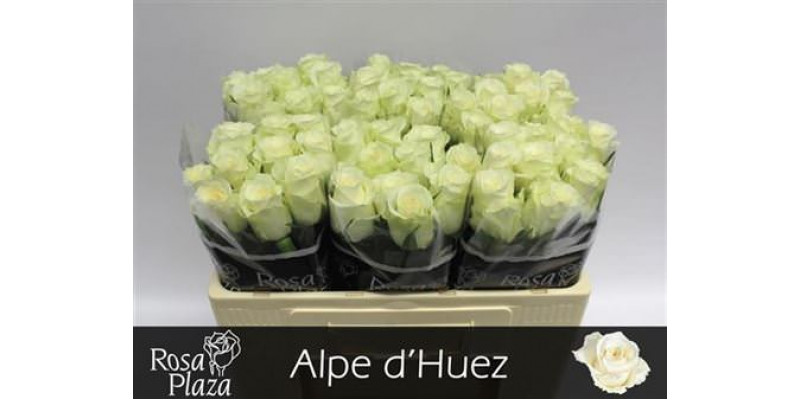 Rose Gr Alpe Dhuez 50cm A1 Col-White