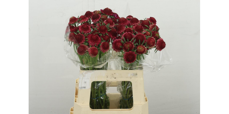Scab At Raspberry Scoop 60 cm 