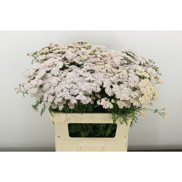 Achil M Anita Champ 75 cm A1