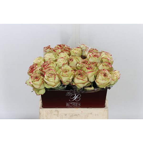 Rose Gr Hypnose 60cm A1 Col-Cream