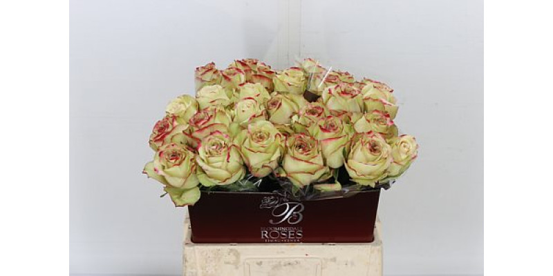 Rose Gr Hypnose 60cm A1 Col-Cream