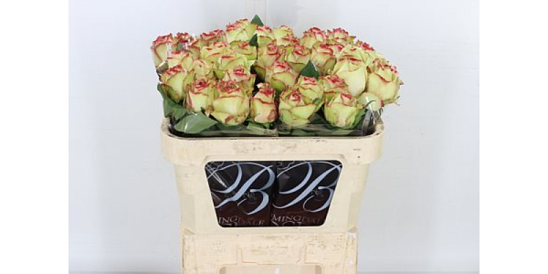 Rose Gr Hypnose 70cm A1