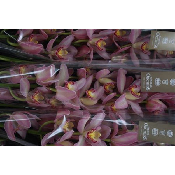 Orchid Cymb T Marshmallow 80cm A1
