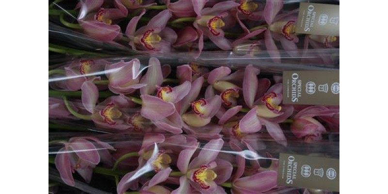 Orchid Cymb T Marshmallow 80cm A1