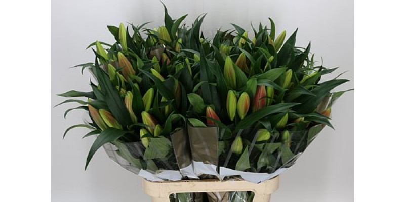 Lillys Or Donacion 4Plus 100cm A1