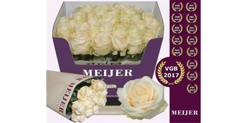 Rose Gr Four Seasons+ Meijer 60cm A1 Col-Cream
