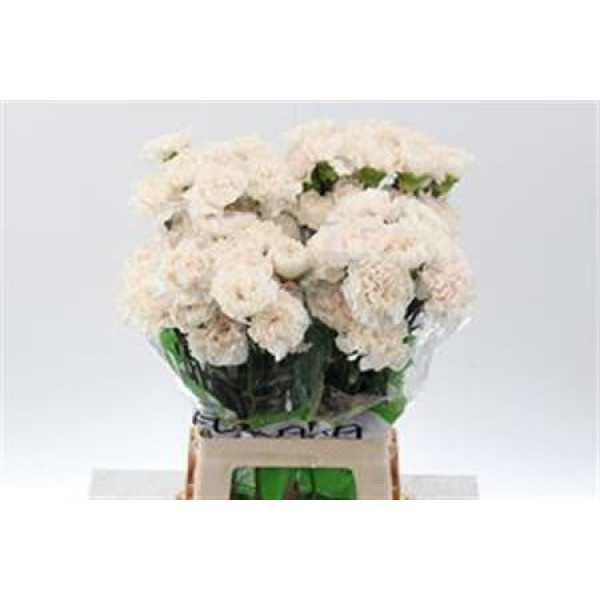 Dianthus St Moon Golem 70cm  Col-Cream