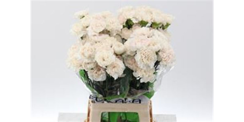 Dianthus St Moon Golem 70cm  Col-Cream