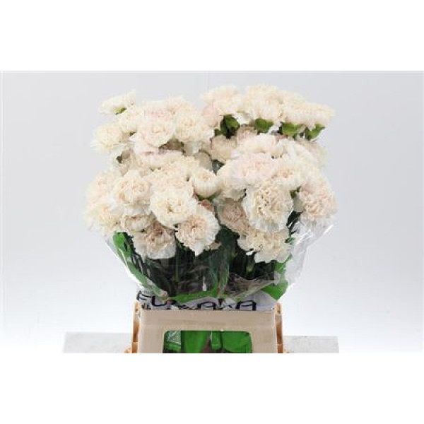 Dianthus St Moon Golem 70cm A1