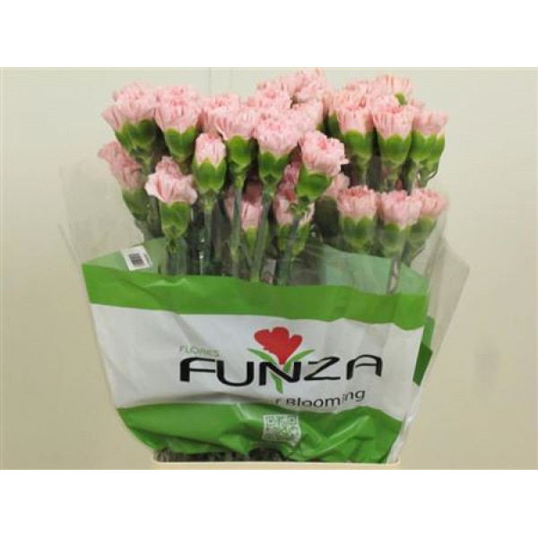 Dianthus St Pink Doncel 70cm A1 Col-Pink