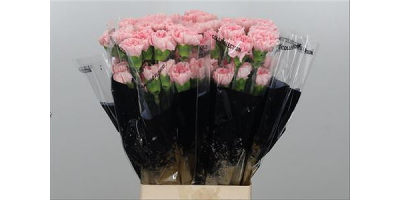 Dianthus St Doncel 70 A1Pink