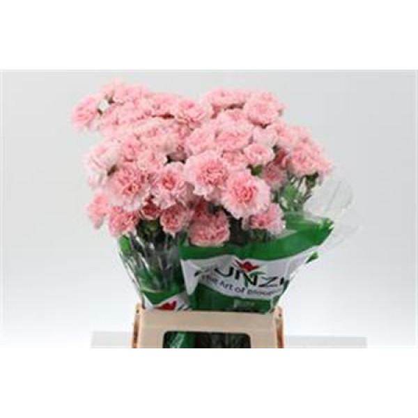 Dianthus St Pink Doncel 70cm A1