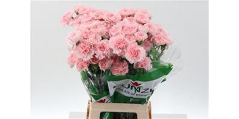 Dianthus St Pink Doncel 70cm A1